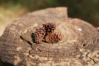 Close-up of pine cone on tree stump