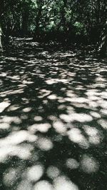 Shadow of trees in forest