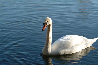 Swan swimming in lake