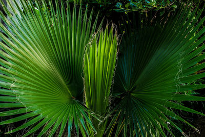 Full frame shot of palm leaf