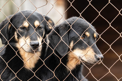 View of a dog behind fence