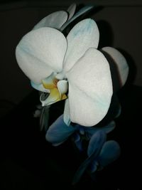 Close-up of flower blooming at night