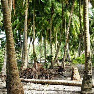 View of palm trees in forest