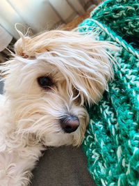 Close-up portrait of a dog