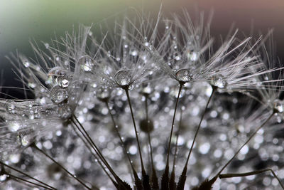 Close-up of wet dandelion