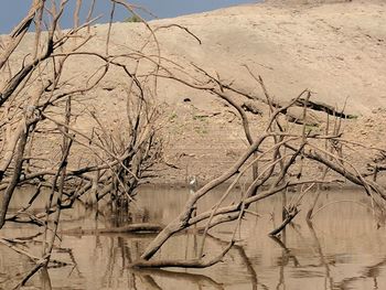 Bare trees on landscape