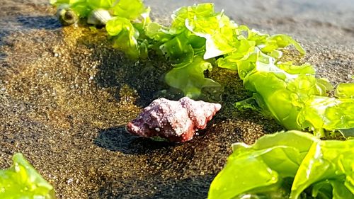 High angle view of plants growing in park