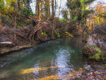 Stream flowing amidst trees in forest