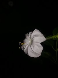 Close-up of white rose against black background