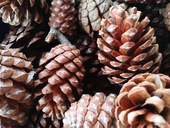 Full frame shot of pine cones