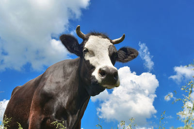 Cow close-up portrait looking into frame on background of blue sky with clouds on pasture