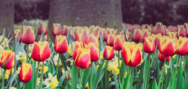 Close-up of tulips blooming outdoors