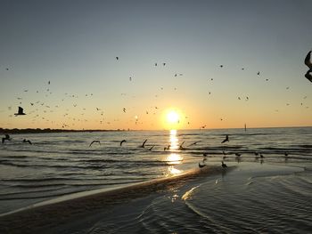 Birds flying over sea at sunset