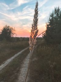 Plant on land against sky during sunset
