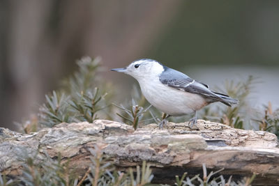 Close-up of bird perching on a tree