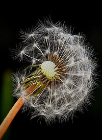 dandelion