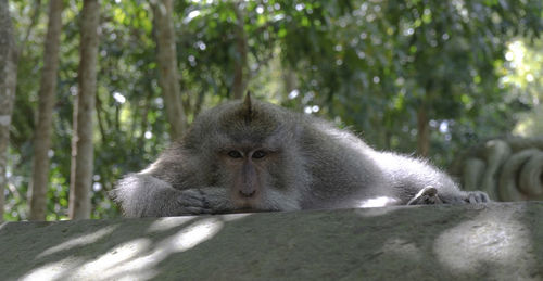 Monkey in a forest