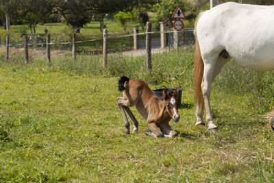 A foal is lying down next to its mother