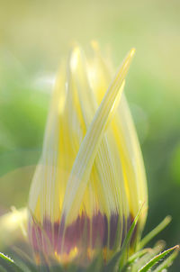 Close-up of yellow flowering plant