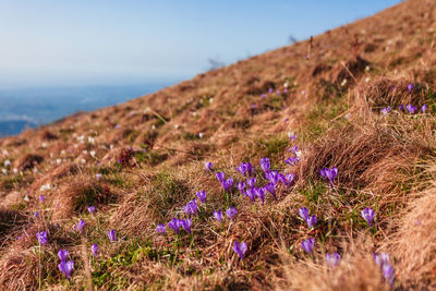 Close-up of purple flowering plants on field