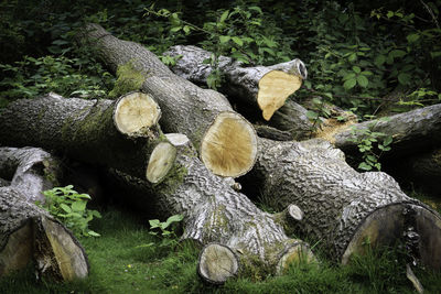 Close-up of logs in forest