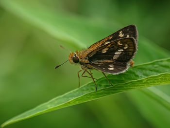 Moth on leaves