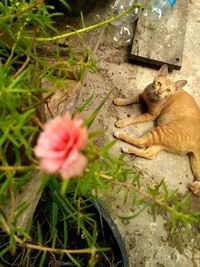 Close-up of cat on grass