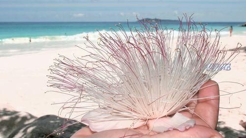 Close up of plants on the beach