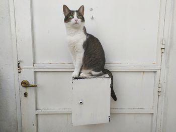 Portrait of a cat sitting on mailbox