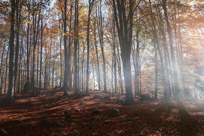 Trees in forest during autumn