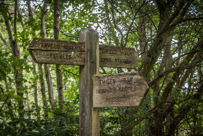 Close-up of arrow sign in forest
