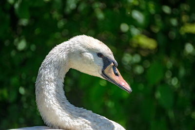 Close-up of swan