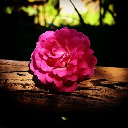 Close-up of pink flowers