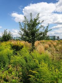 Plants on field against sky