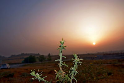 Close-up of plant growing on field against sky during sunset