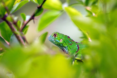 Close-up of frog on plant