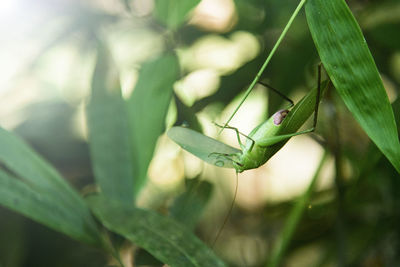 Close-up of insect on leaf