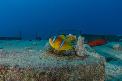 Fish swimming in sea