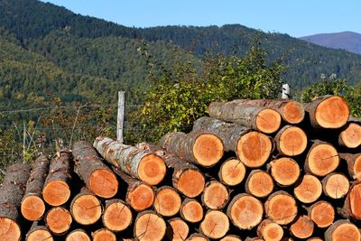 Stack of logs in forest