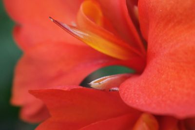 Close-up of red flower