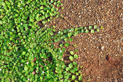 High angle view of ivy growing on field