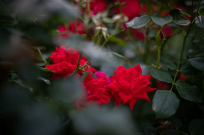 Close-up of red flowering plants