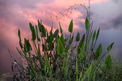 Close-up of plants growing on field against sky