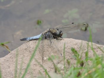 Close-up of dragonfly on leaf