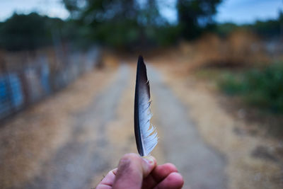 Close-up of hand holding leaf