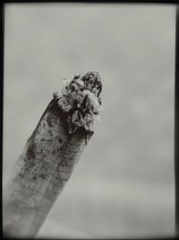 Close-up of insect against sky