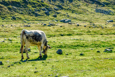 Horses grazing in a field
