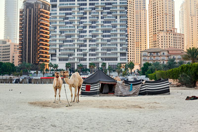 Camels stand on a beach with a bedouin tent and skyscrapers in the background in dubai, travel