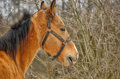 Close-up of a horse on field