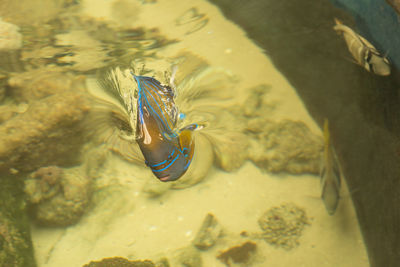 High angle view of fish in sea